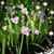 Sharon Lee Weber-Allen's profile image