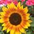 Mary Ann Foote's profile image