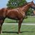 Carolyn Pitner's profile image