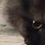 Zizi JumpAdam's profile image