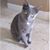 Sylvia Gagliardi's profile image