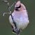 Sarah Lewis DeJesus's profile image