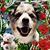 Brenda Lee Gregorio-Kiba's profile image