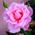 Nellie Burgess's profile image