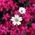 Araceli Araceli's profile image