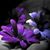Natalie Diamond's profile image