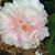 Debbie Gillespie's profile image