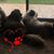 Michelle Glowski Carley's profile image