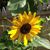 Sue Monaghan-Tuckerman's profile image