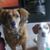 Brenda Gibson's profile image