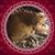 Diana Liebling's profile image