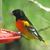 Debbie Smolen's profile image