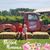 Amanda Krimminger Linker's profile image