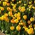 Lisa Assent's profile image