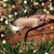 Sharie Wallech's profile image
