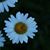 Sindy Paulin's profile image