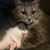 Connie Sackett's profile image