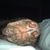 Liz Gervase Cartwright's profile image