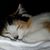 Heather Durward O'Keeffe's profile image