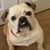 Betsy Appelsies's profile image