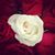 Lina Abuali's profile image