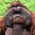 S Ean Joseph's profile image