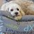 Dana Sorensen Olsen's profile image