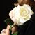Grace Nixon's profile image