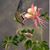 Sally Ann Scheuerman's profile image