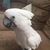 Brandy Smith Blakemore's profile image
