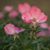 Jeannie Campbell's profile image