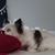 Susan Templeton's profile image
