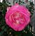 Kandace Lee Kennedy Soderstrom's profile image