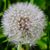 Tommie Ann Bower's profile image