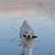 Chris Pemberton's profile image