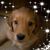Lisa Orfield's profile image