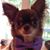 Ziggy DeBois's profile image