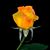 Bunny Pratt Mayer's profile image