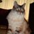 Joni Ott Kowalski's profile image