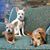 Debbie Hyde Spalding's profile image