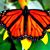 Mayra Vanegas's profile image