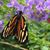 Debi Maunder Williams's profile image