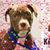 Melissa K Chesser's profile image