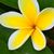 Susan Tasto Gadd's profile image