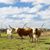 Sandy Clemens Urrutia's profile image