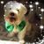 Shamus Mamo's profile image