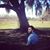 Talha Erer's profile image