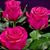 Daya J. Navarrete's profile image