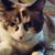 Terri Copenhaver's profile image