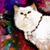 Day Hasson's profile image